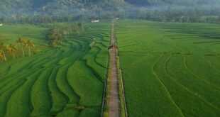 Sawah Joglo Villas: Pengalaman Menginap yang Asri di Sawah