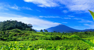 Hotel Solok Selatan: Pengalaman Menginap Terbaik di Daerah Solok Selatan