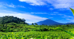 Penginapan di Solok: Kenyamanan di Tengah Keindahan Alam Solok